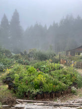 Load image into Gallery viewer, Salmon Creek Farm Seed Mix | Pickup